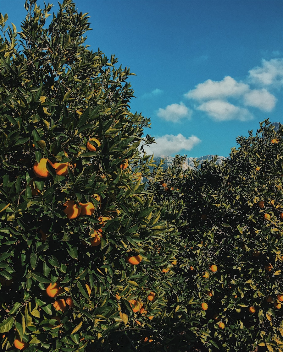 Citrus fruit growing among vivid green leaves