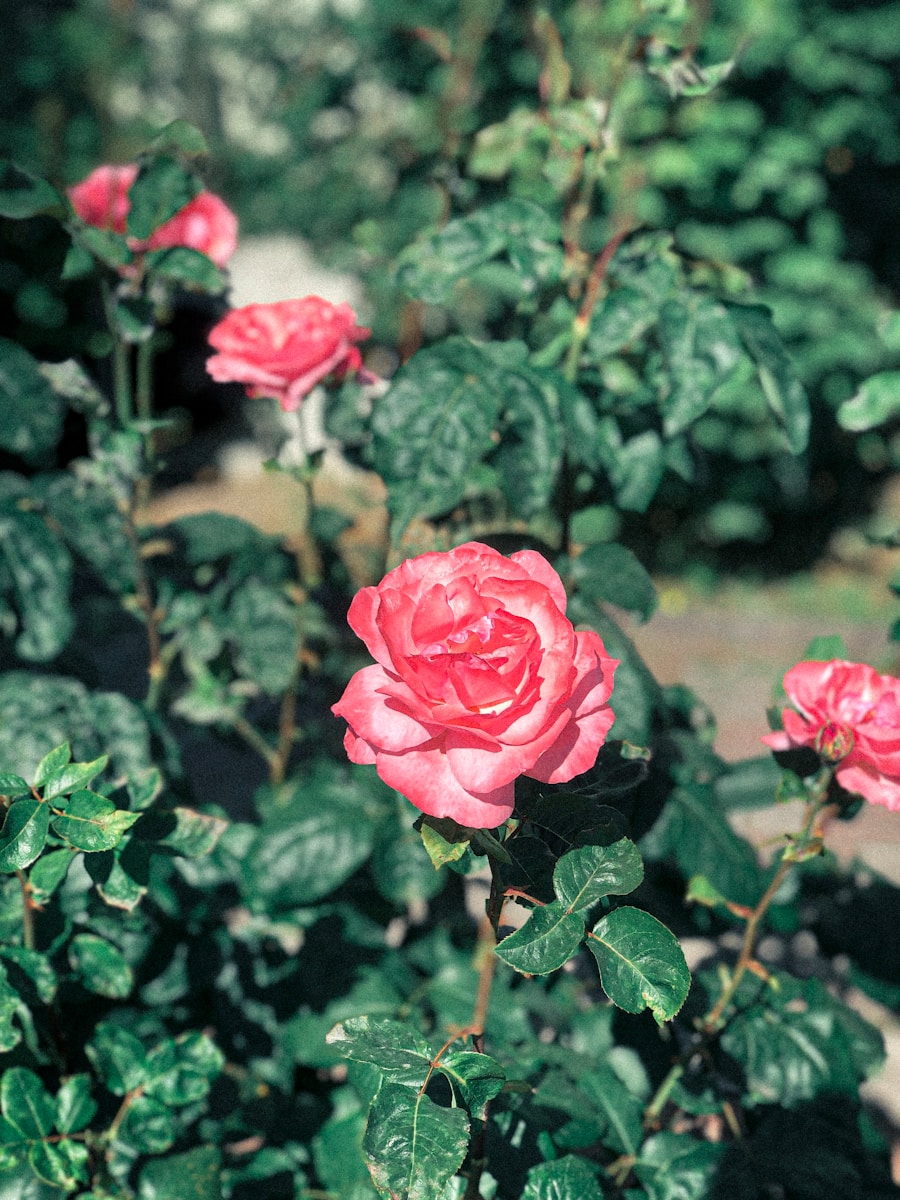 Pink roses blooming in a garden