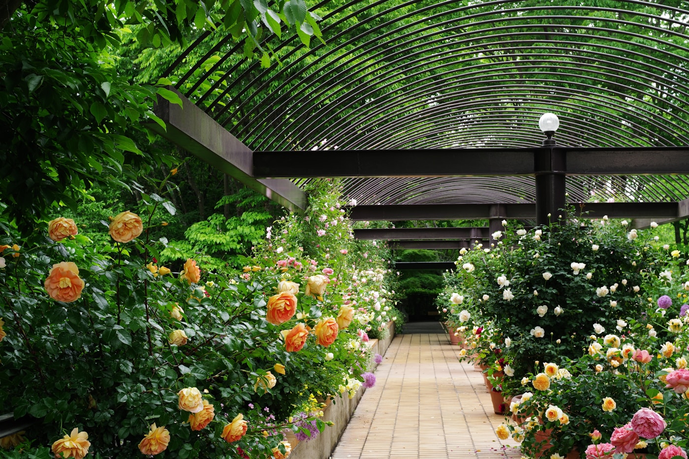 Lush rose garden path