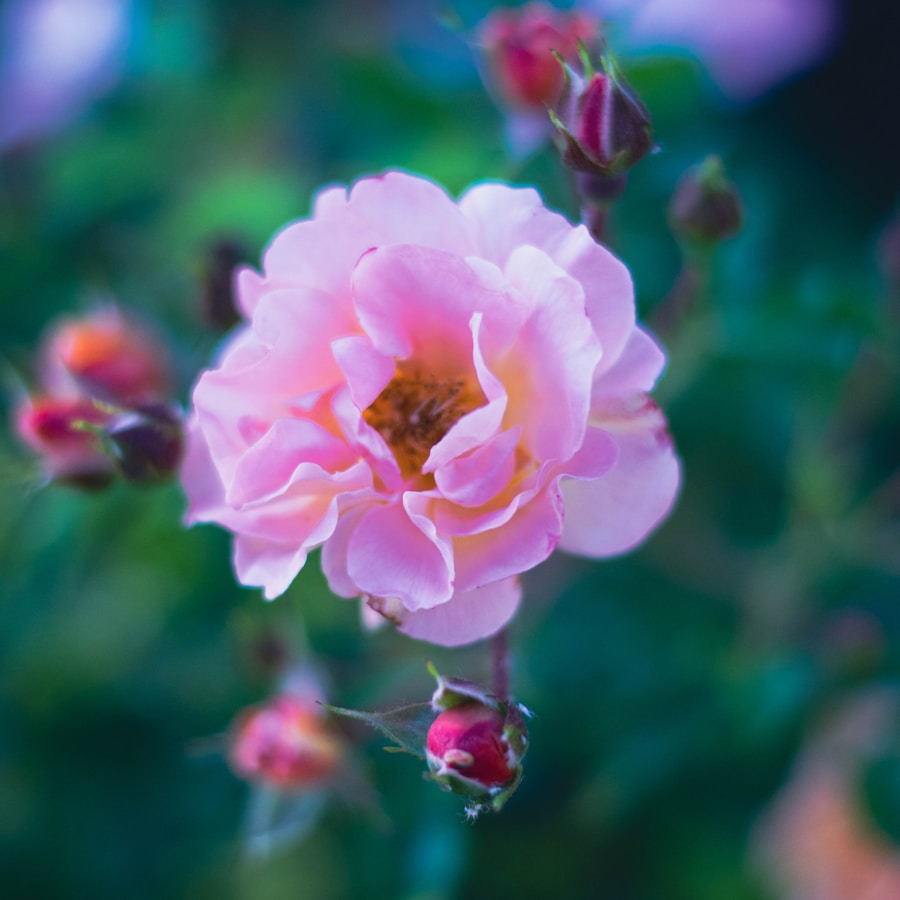 Pink rose in bloom