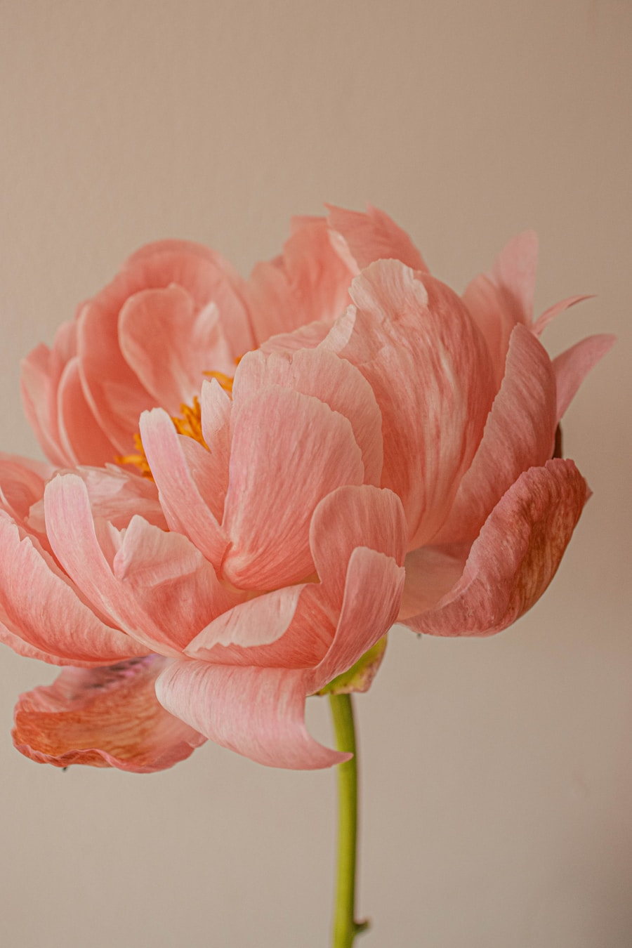 Soft pink peony flower