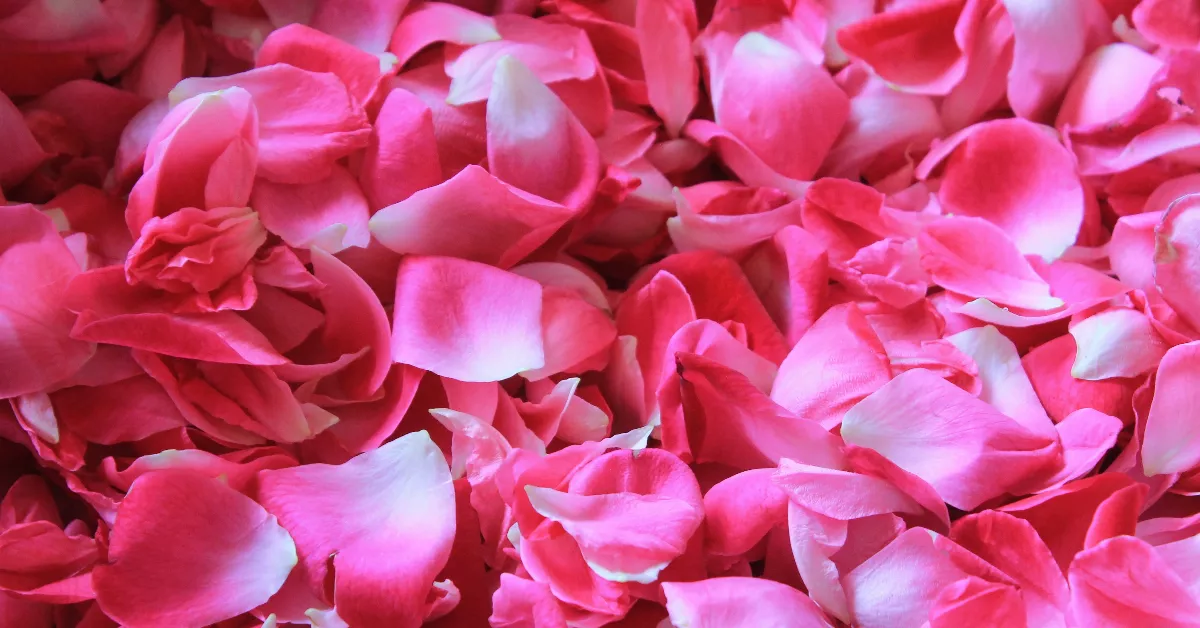 Pink rose petals