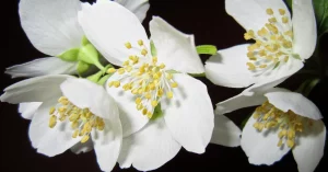 Jasmine