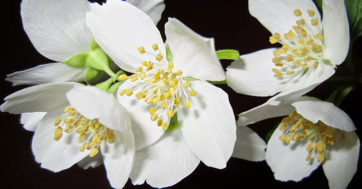 White jasmine flowers