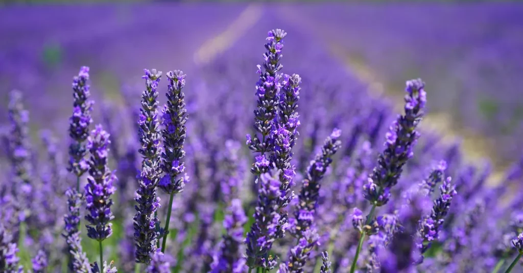 Unlocking the Magic of Lavender: Its Alluring Role in World-Class Perfumery!