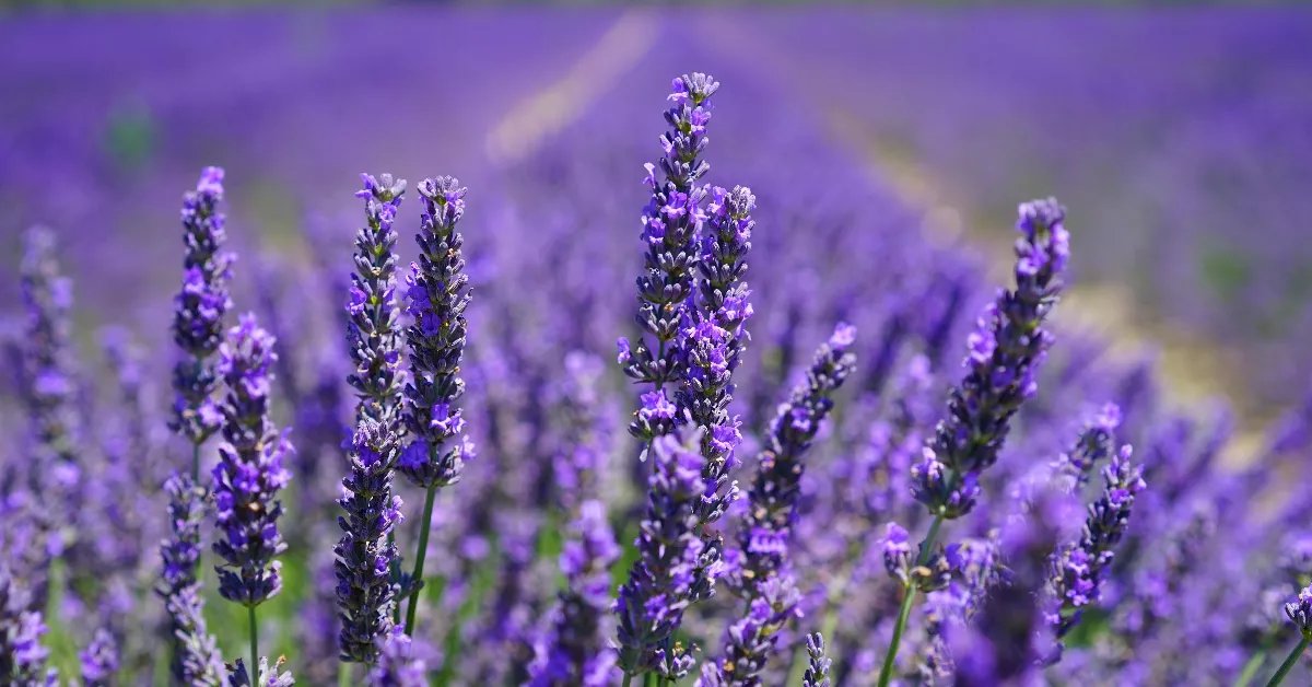 Field of lavender