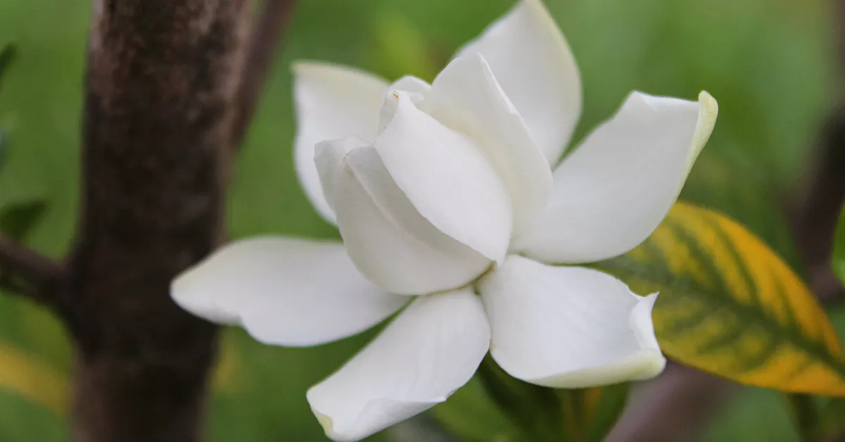 A white gardenia flower