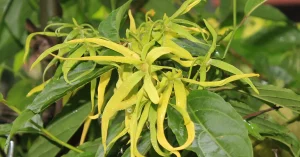 Ylang-Ylang