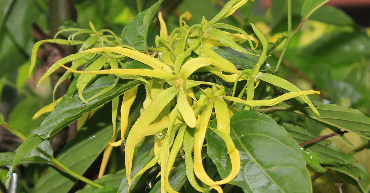 Yellow ylang ylang flower