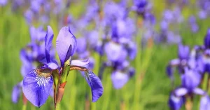 Iris