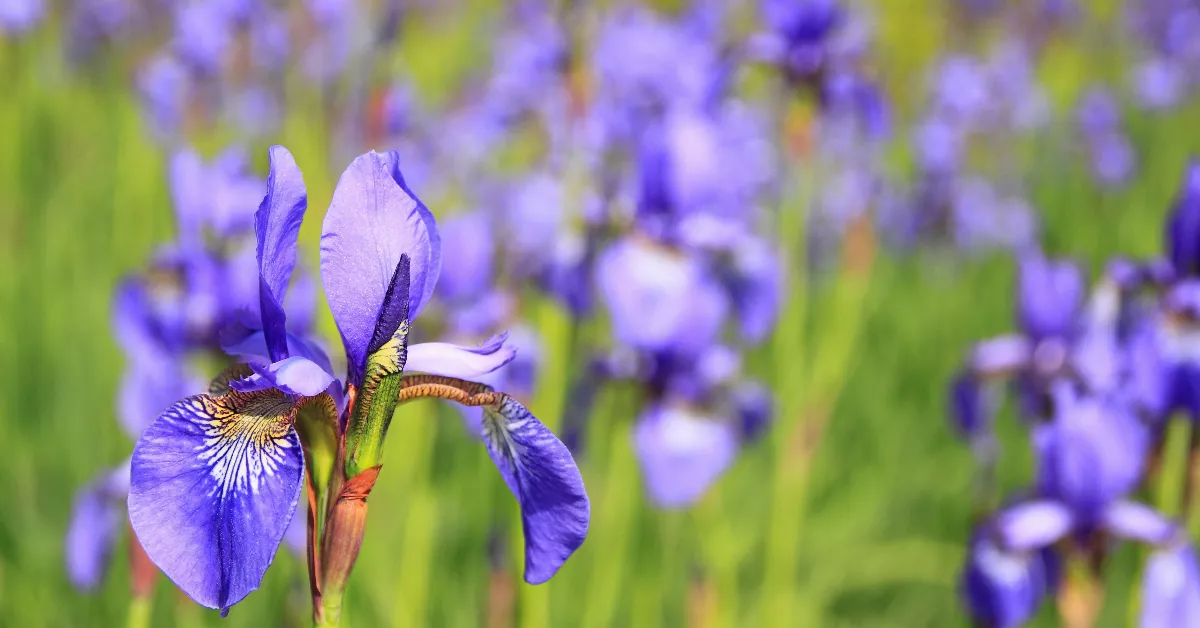 Purple Iris Flowers