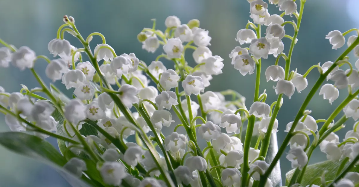 White lilies of the valley