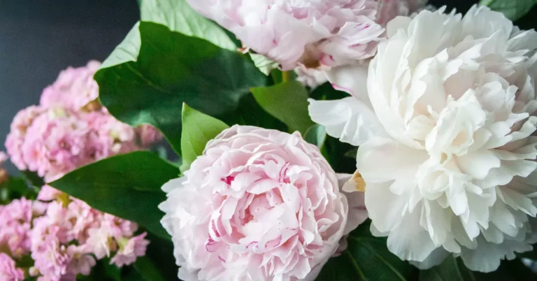 White and pink blooming peonies