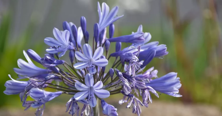 Blue tuberose flowers