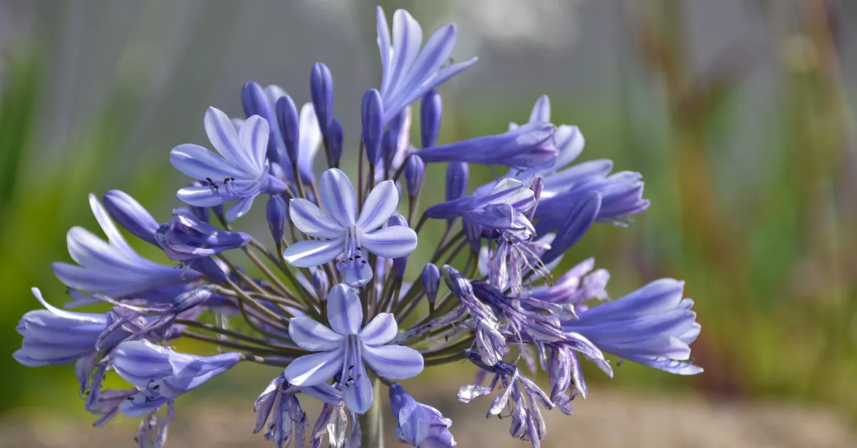 Blue tuberose flowers