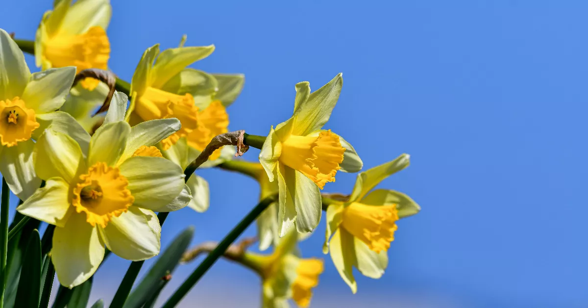 Yellow narcissus flowers