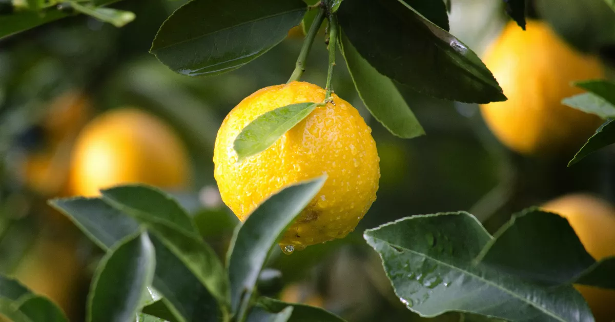 Yellow lemons on a tree with leaves