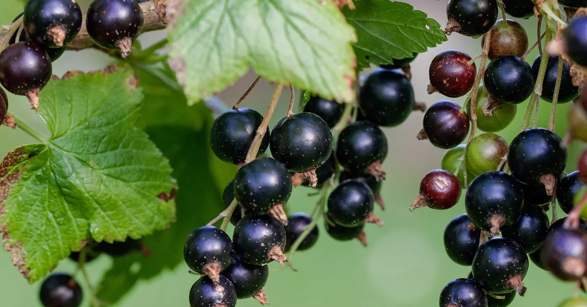 Black currants on a bush with leaves