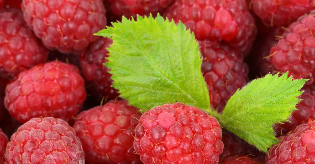 Red raspberries