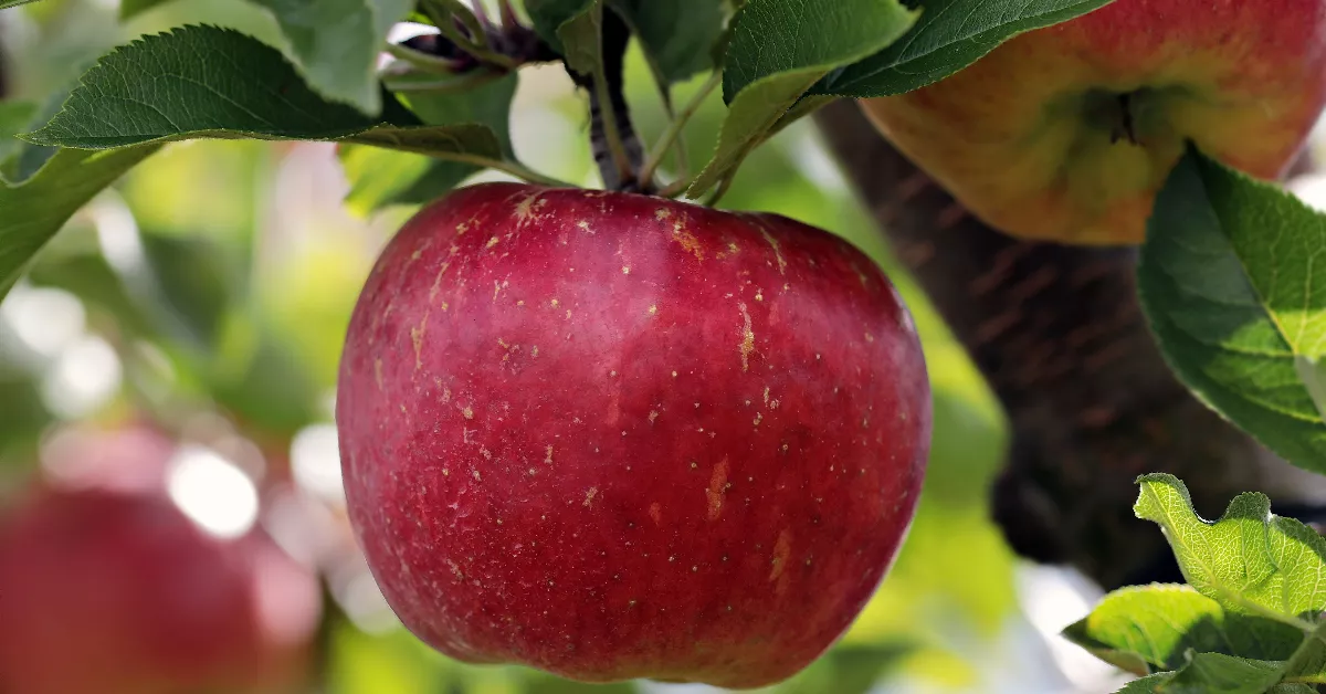 Apples on a tree