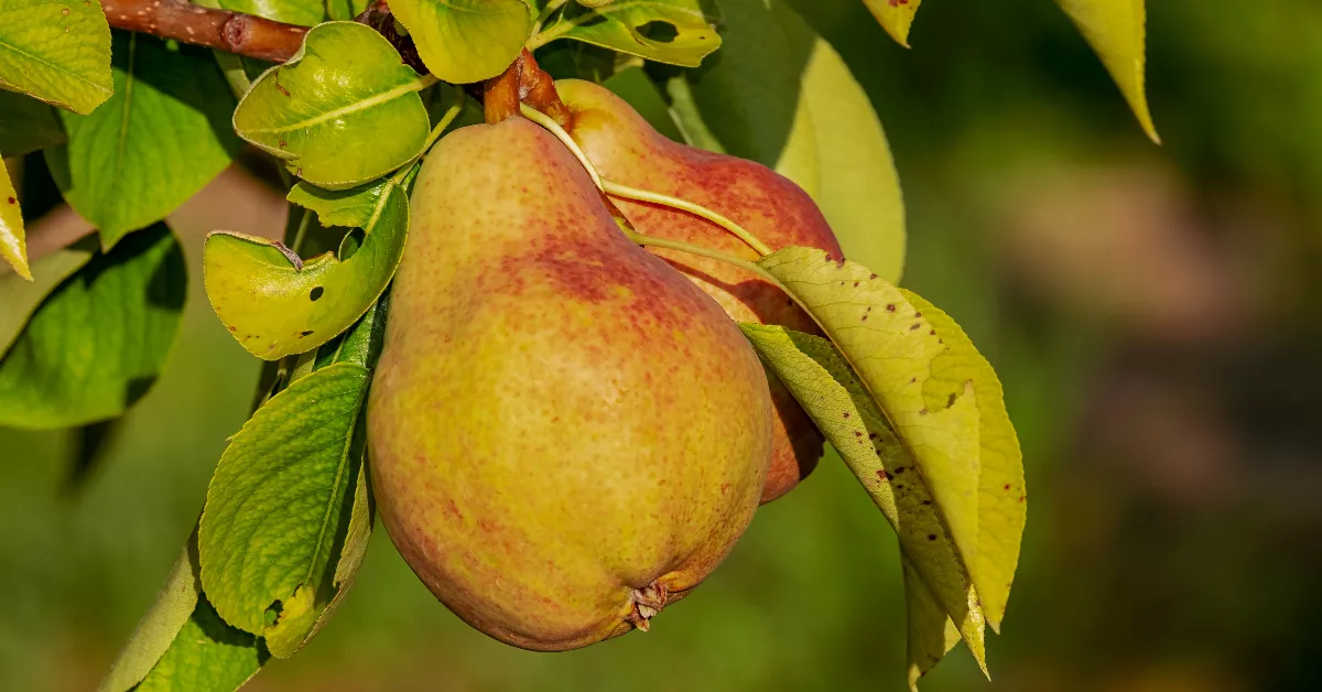 Pears on a tree