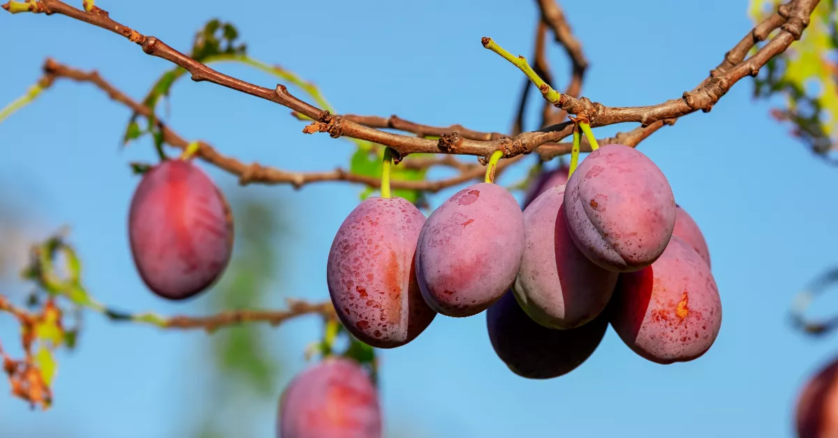 Plums on a tree