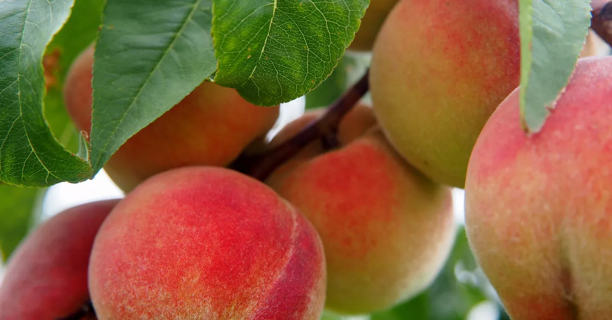 Peaches on a tree branch