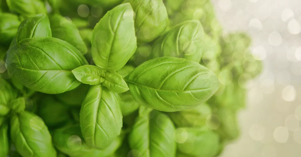 Basil leaves