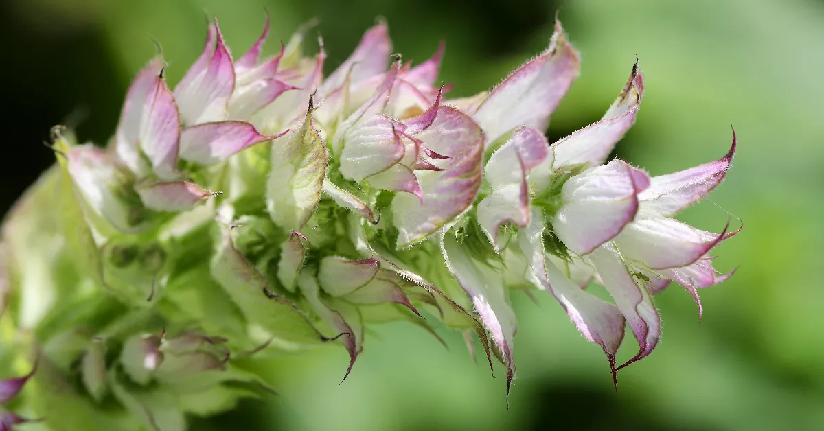 Clary sage flowers