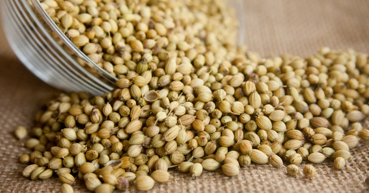 Coriander Seeds