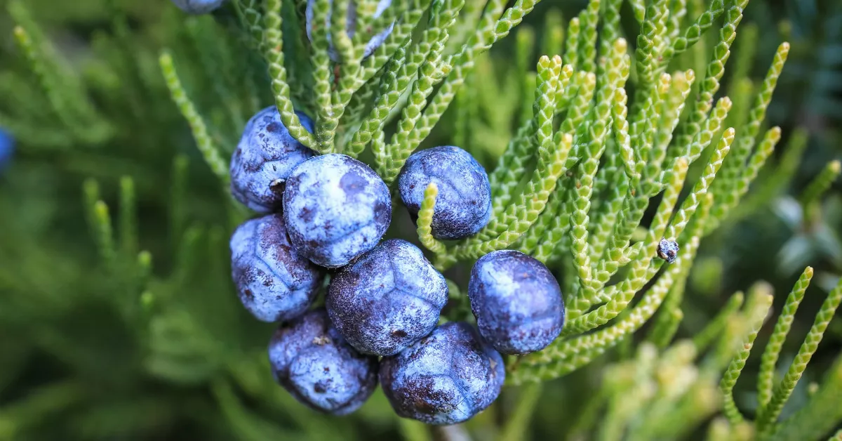 Juniper berries on a branch