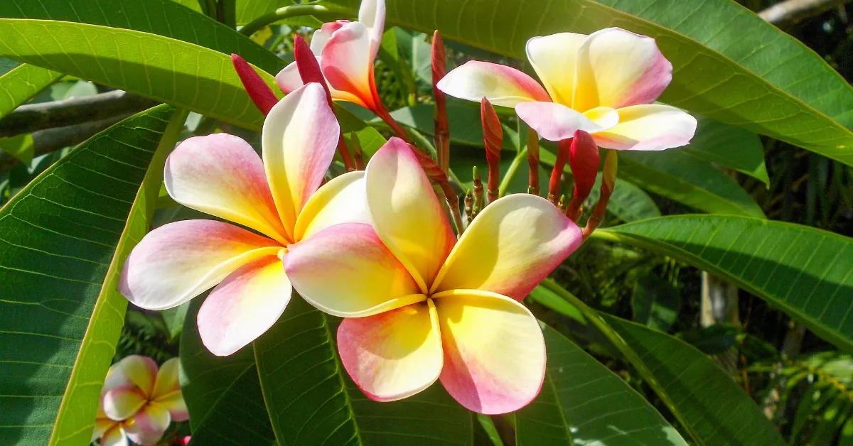 Plumeria flowers and leaves