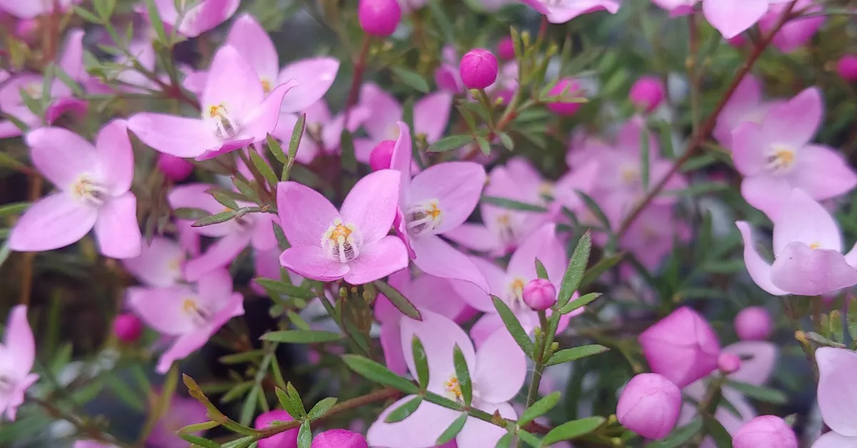 Boronia flowers and leaves