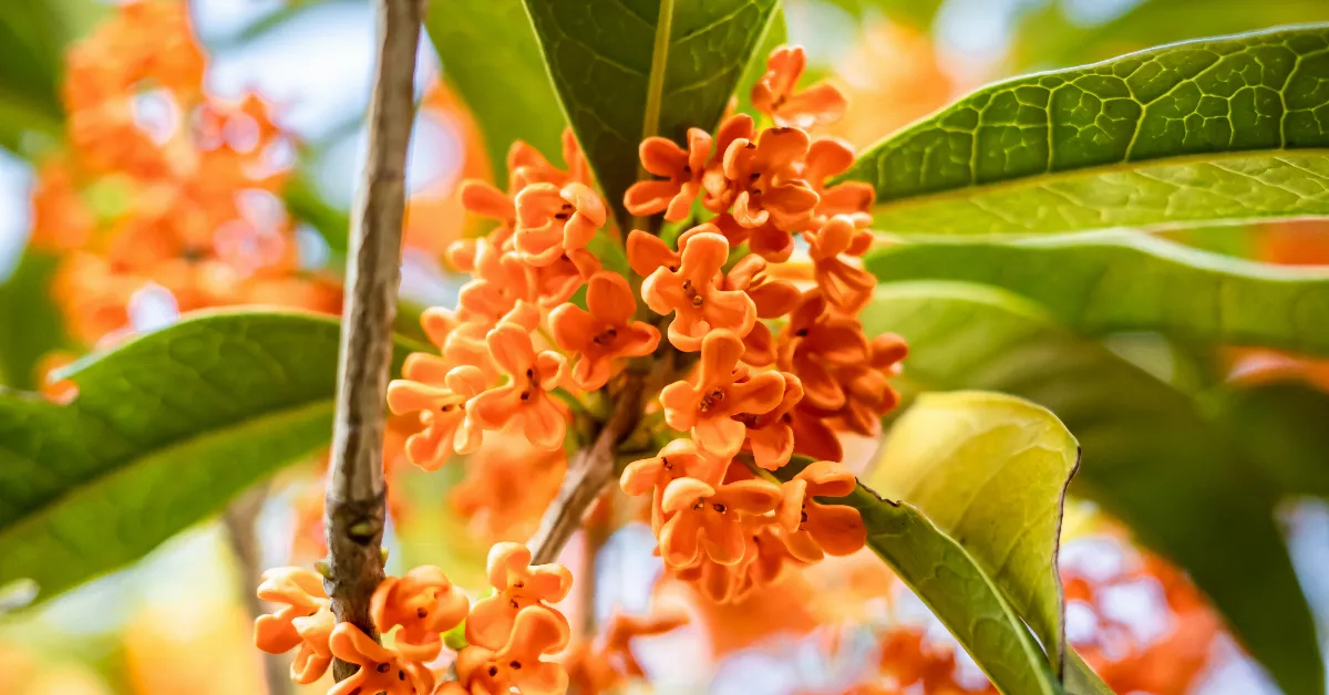 Orange osmanthus flowers with leaves