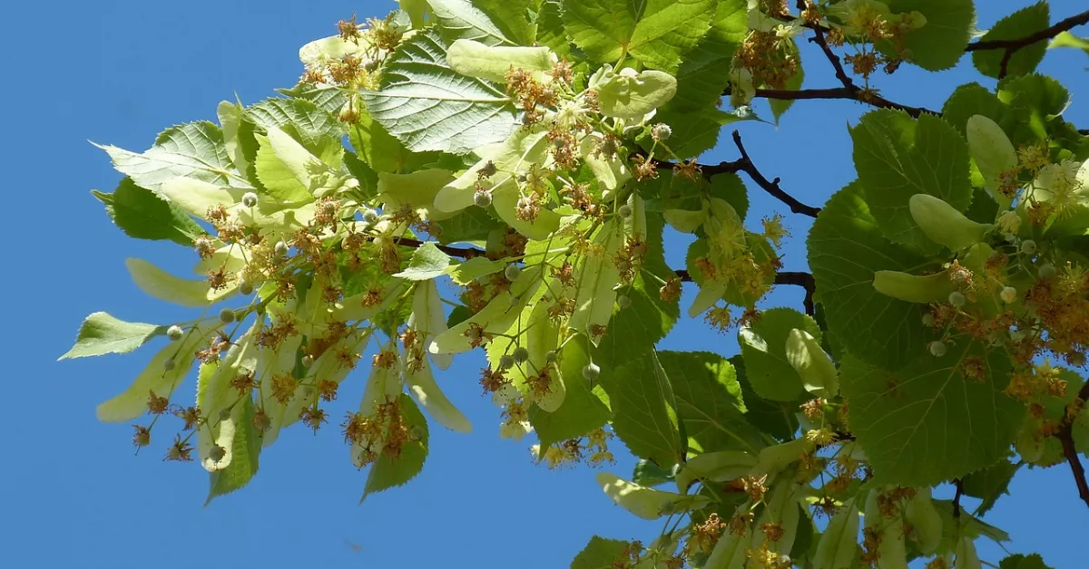 Linden Blossom Tree