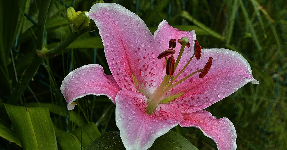 Stargazer lily flower and leaves with rain drops