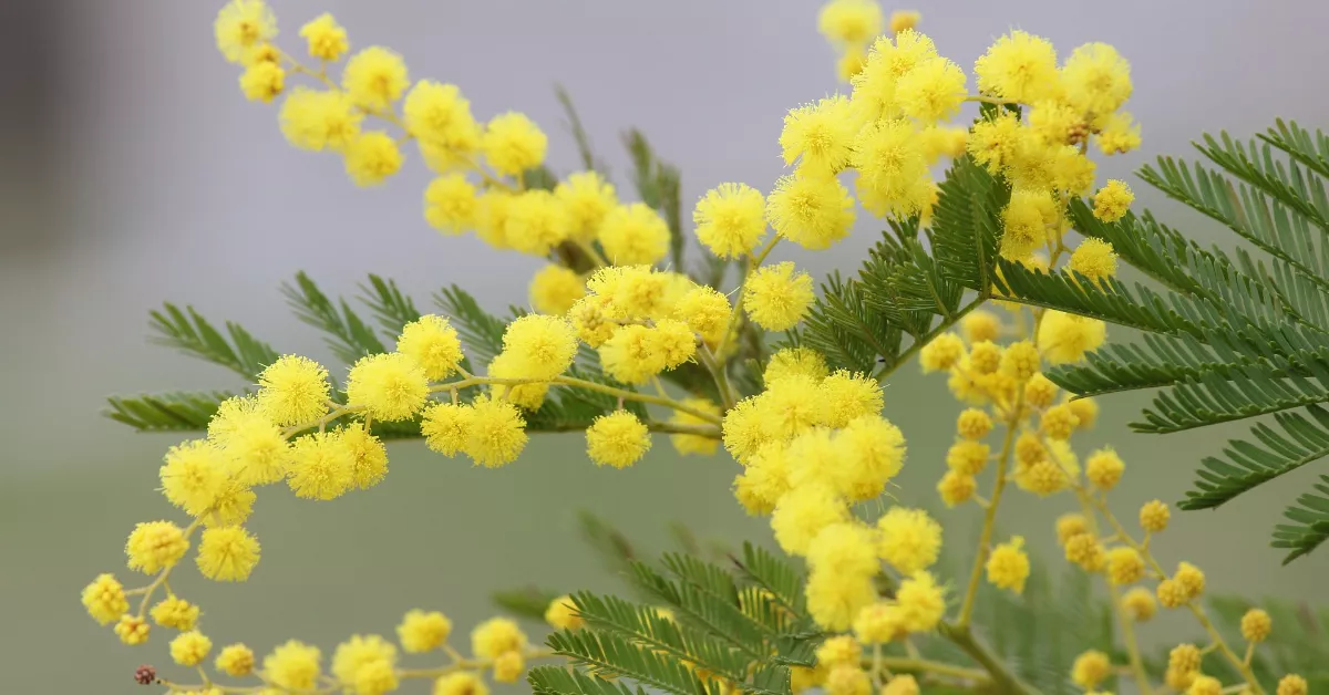 Mimosa flowers on a branch.