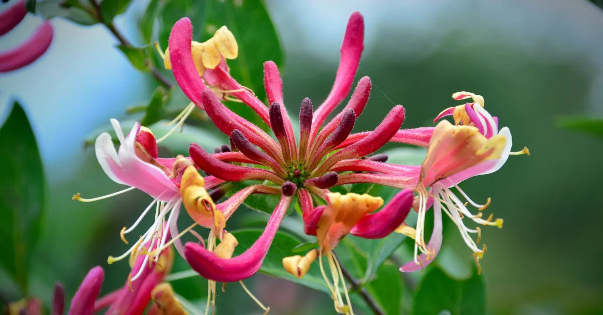 Honeysuckle flower