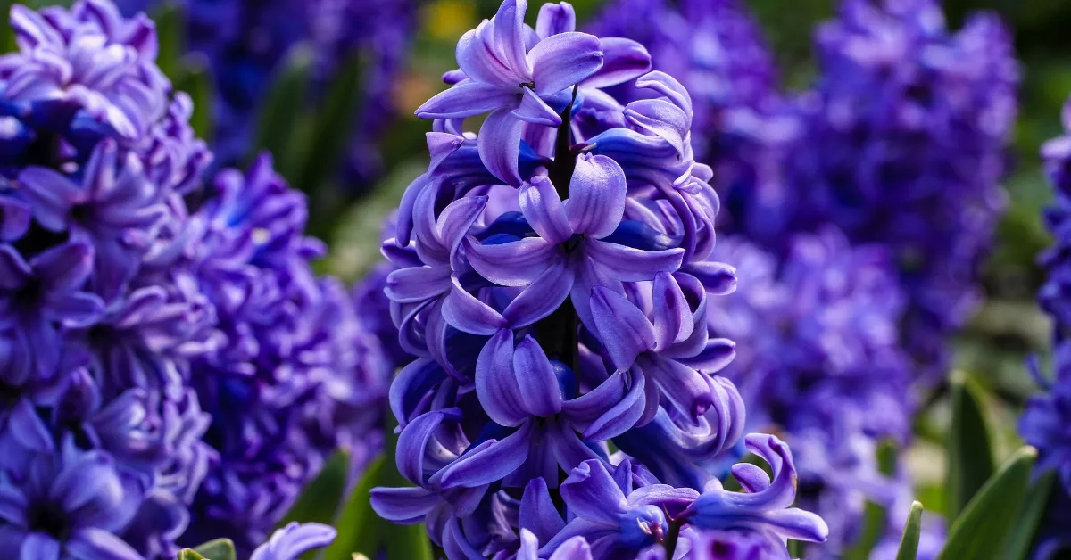 Blue hyacinth flowers