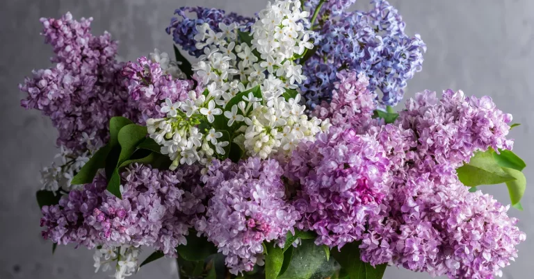 Bouquet of purple, pink, and white lilacs