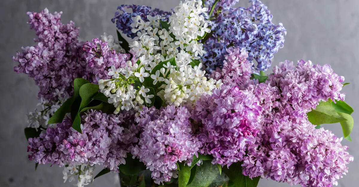 Bouquet of purple, pink, and white lilacs