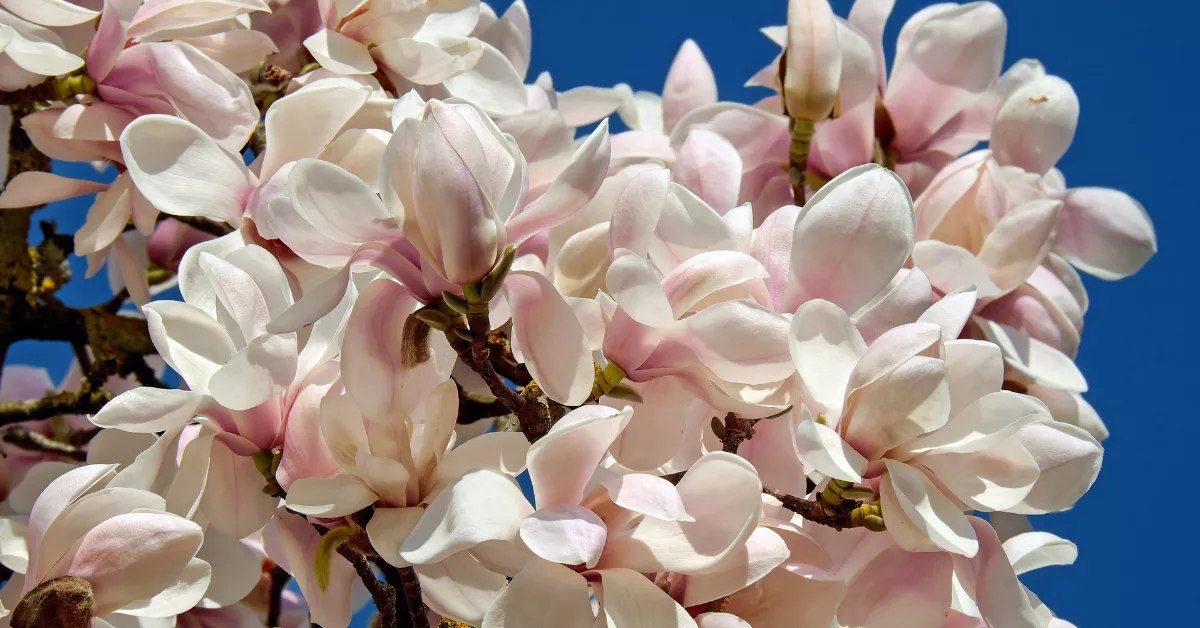 Magnolia flowers