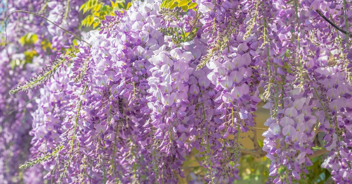 Wisteria flowers