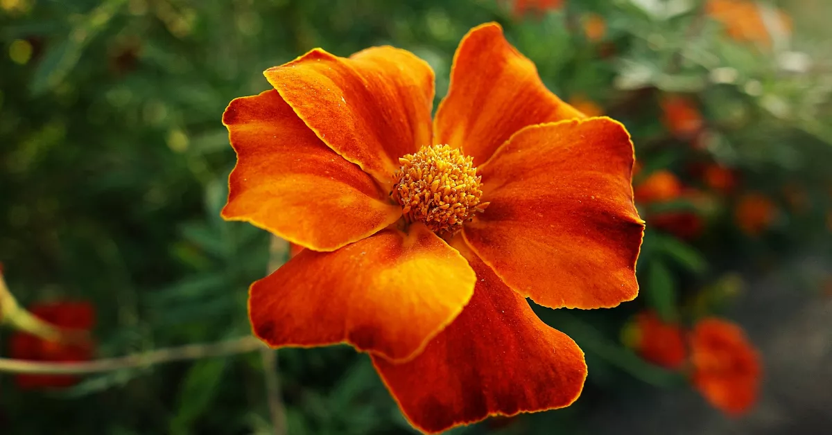 Orange marigold flower