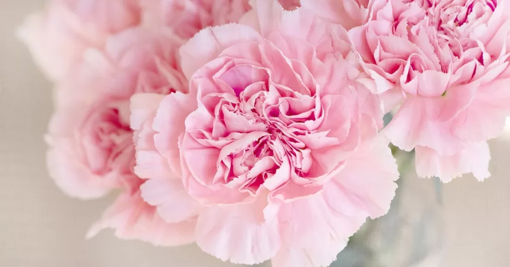 Unveiling the Secret Scent: Carnation Flowers in Perfumery Revealed!