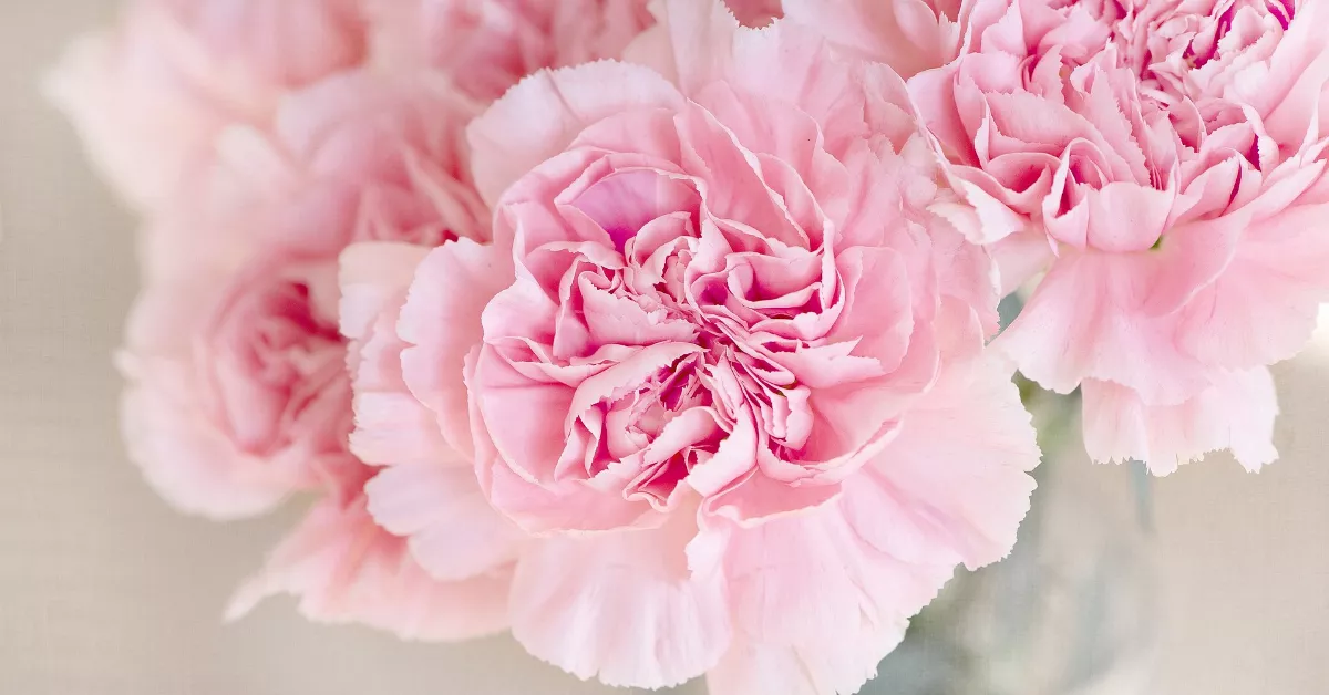 Pink carnation flowers