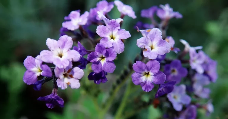 Discover Heliotrope: The Enchanting Bloom Powering Sensational Scents in Perfumery!