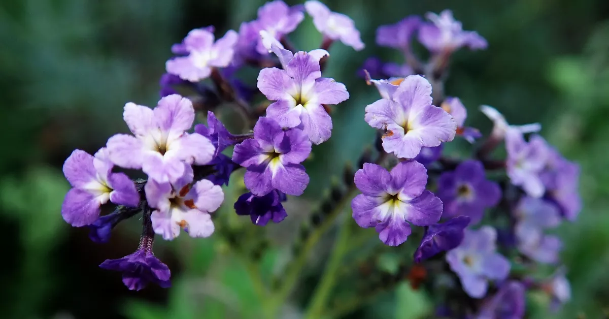 Purple heliotrope flowers