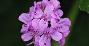 Geranium