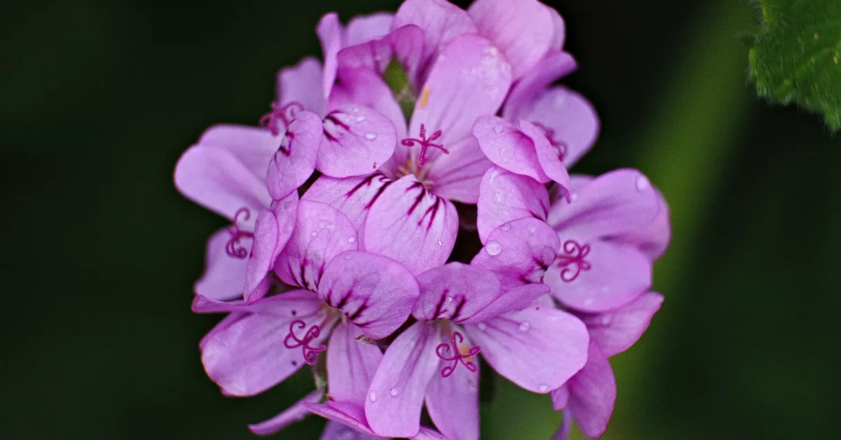 Purple geranium flowers